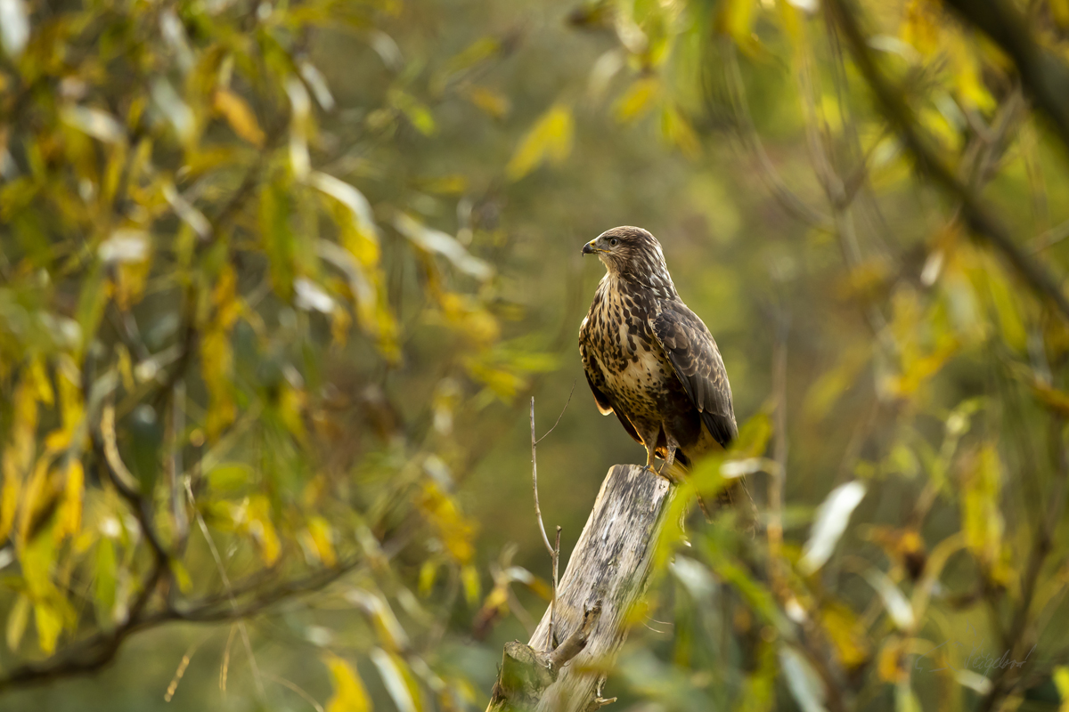 Káně lesní (Buteo buteo) - Common buzzard