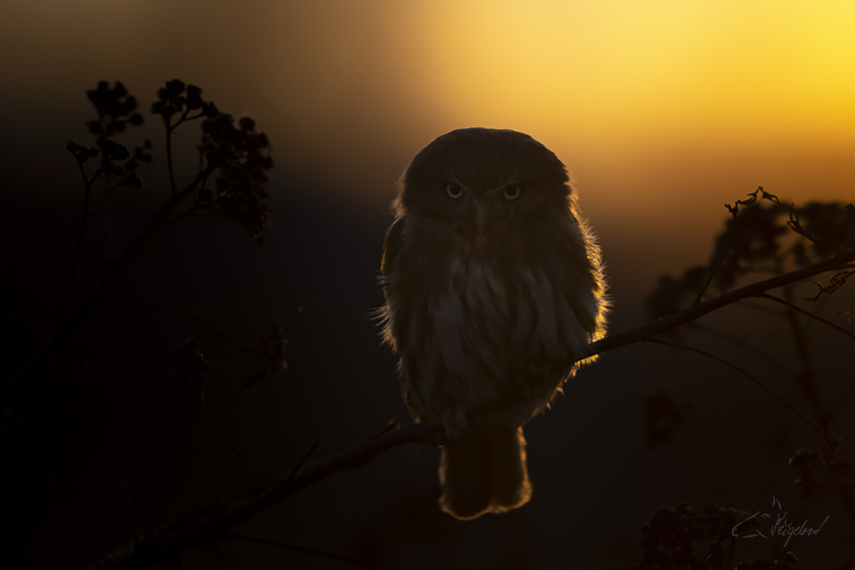 Kulíšek brazilský (Glaucidium brasilianum) - Ferruginous pygmy owl