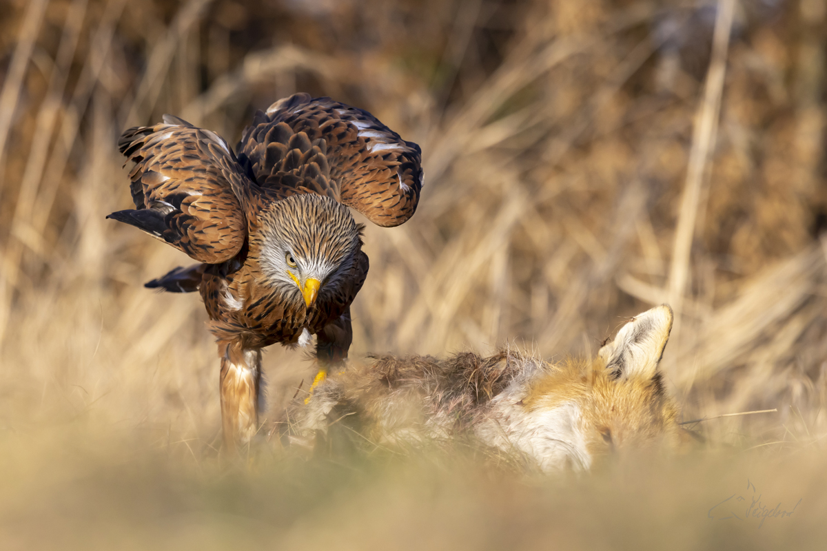 Luňák červený (Milvus milvus) - Red kite