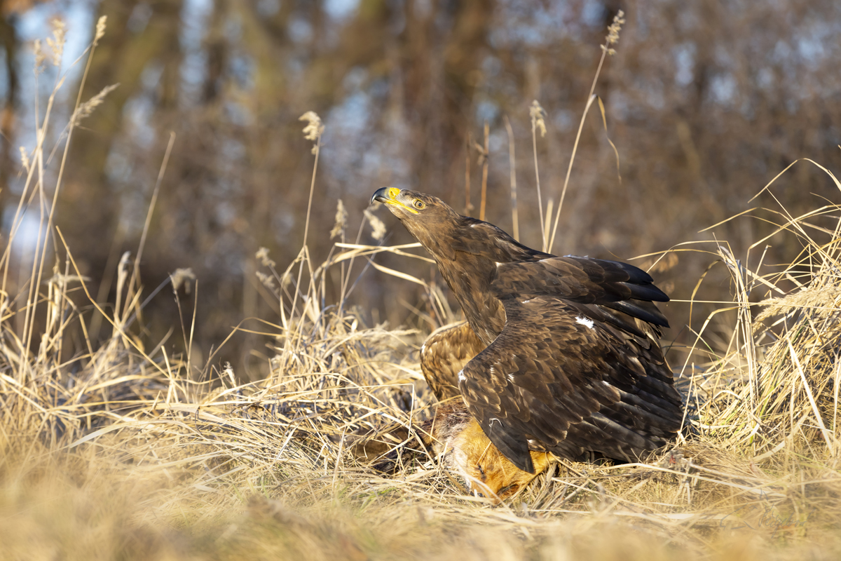 Orel stepní (aquila nipalensis) - Steppe eagle