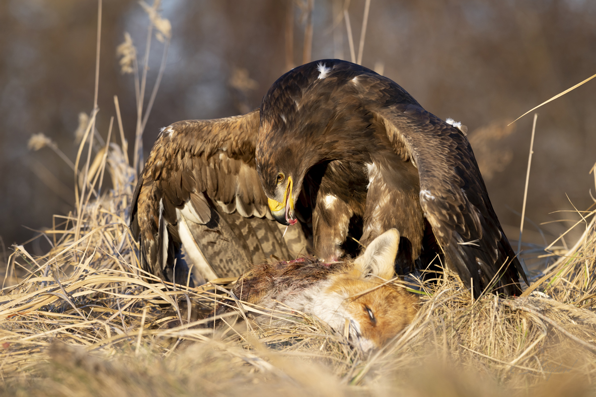 Orel stepní (aquila nipalensis) - Steppe eagle