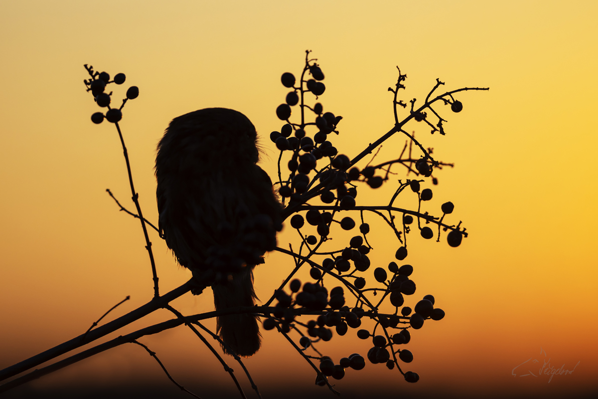 Kulíšek brazilský (Glaucidium brasilianum) - Ferruginous pygmy owl
