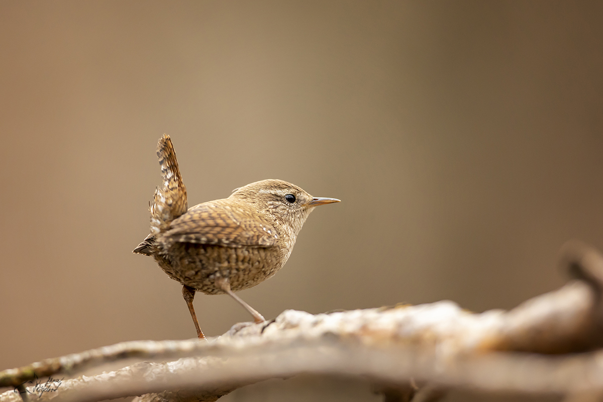 Střízlík obecný (Troglodytes troglodytes) - Eurasian wren