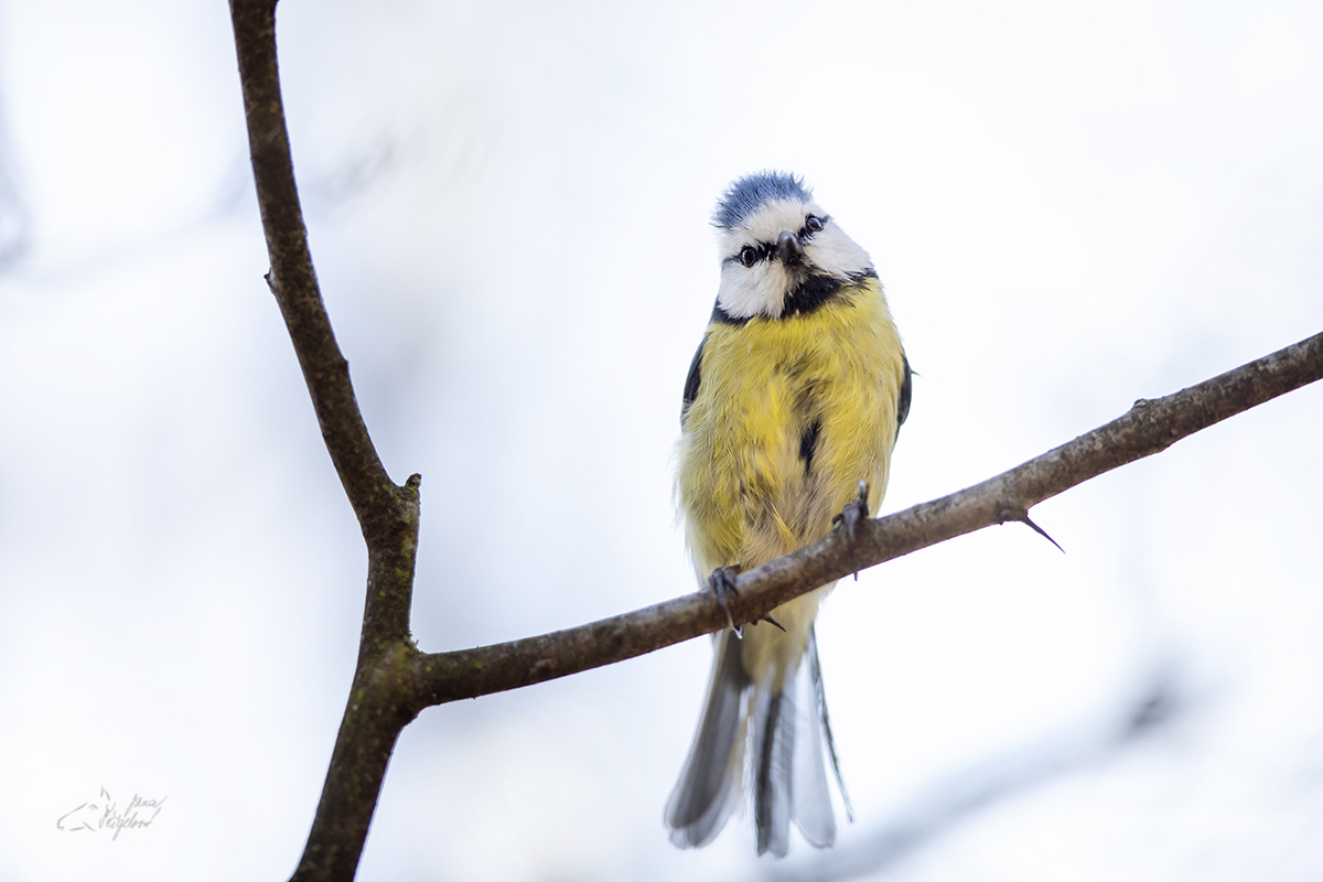 Sýkora modřinka (Cyanistes careuleus) - Eurasian blue tit