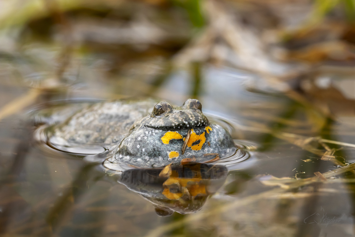 Kuňka Obecná (Bombina bombina) - European fire-bellied toad