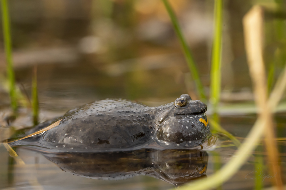 Kuňka Obecná (Bombina bombina) - European fire-bellied toad