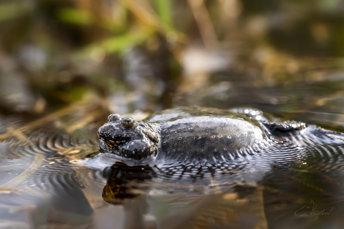 Kuňka Obecná (Bombina bombina) - European fire-bellied toad