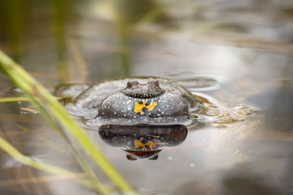 Kuňka Obecná (Bombina bombina) - European fire-bellied toad