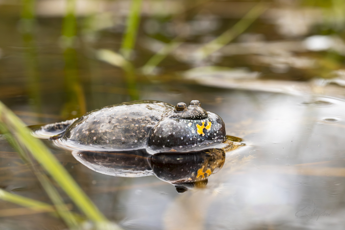 Kuňka Obecná (Bombina bombina) - European fire-bellied toad