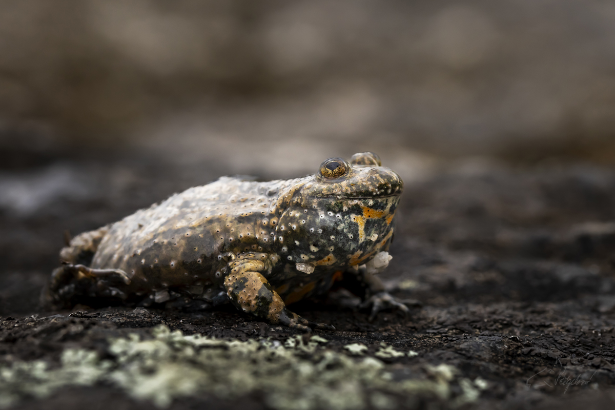 Kuňka Obecná (Bombina bombina) - European fire-bellied toad