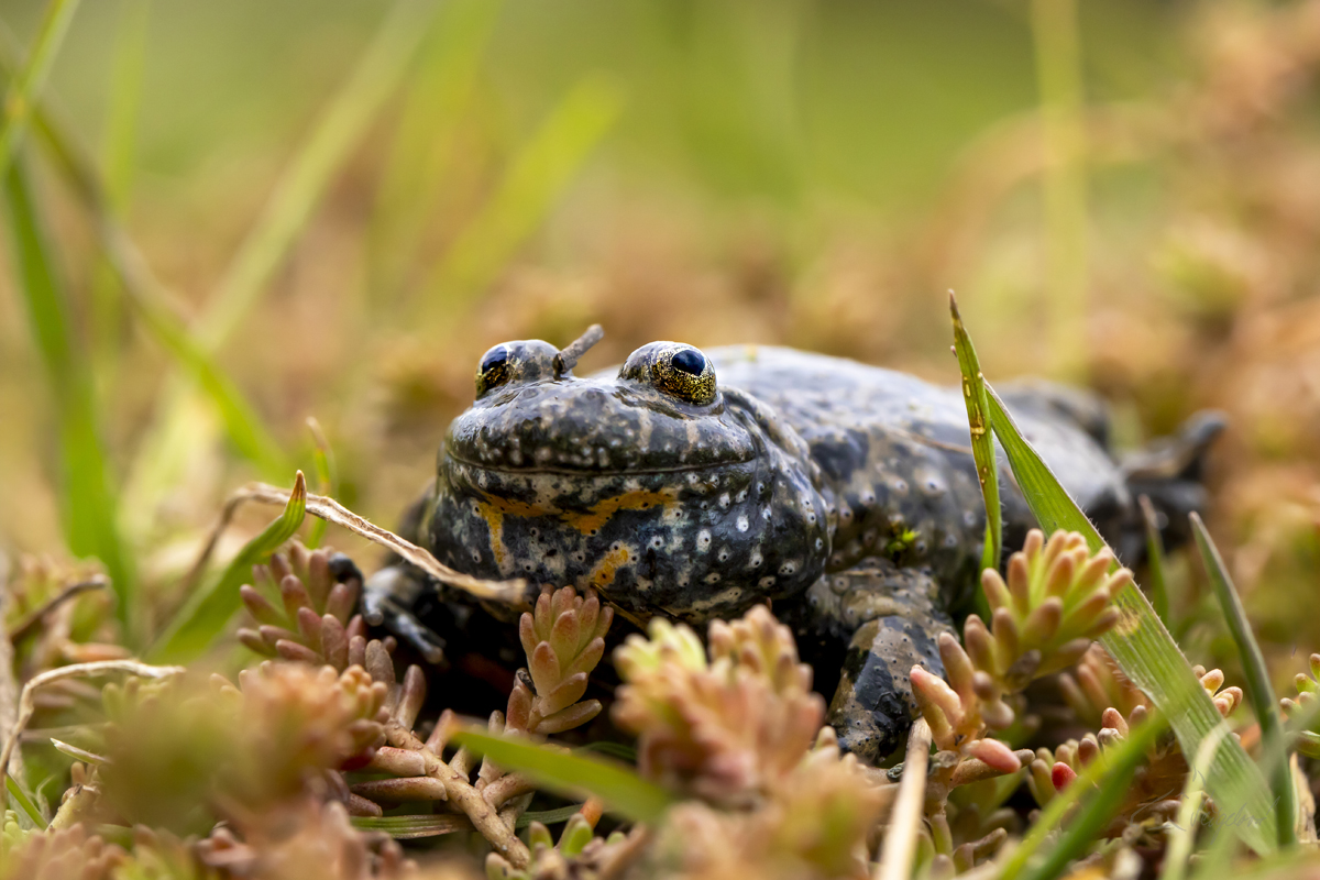 Kuňka Obecná (Bombina bombina) - European fire-bellied toad