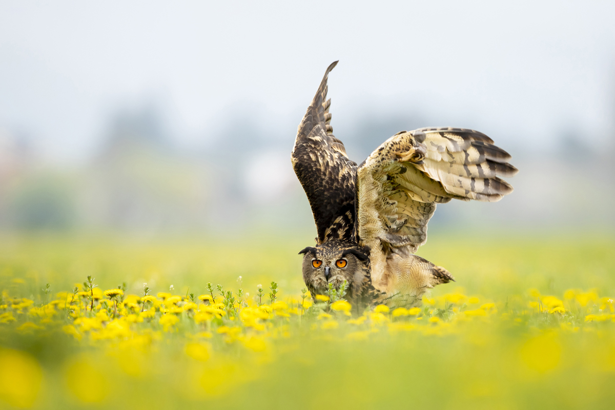 Výr velký (Bubo bubo) - Eurasian eagle-owl