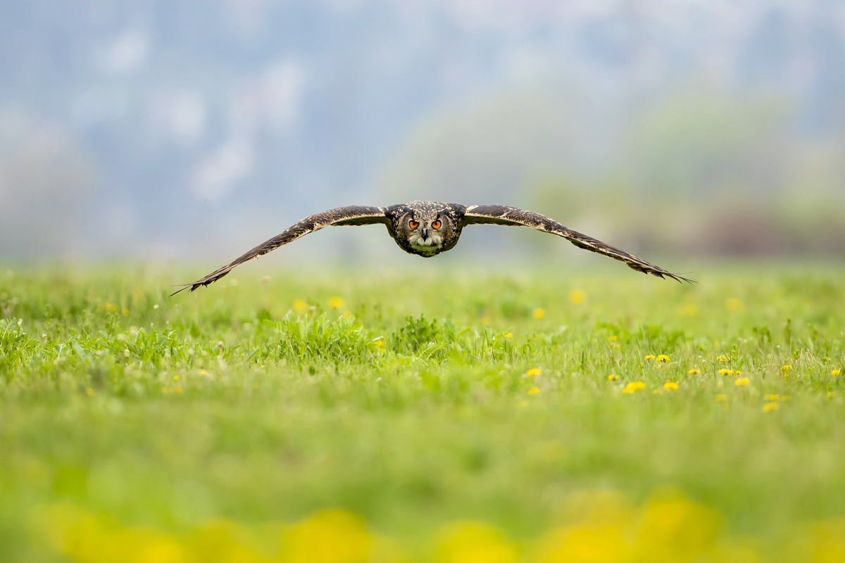 Výr velký (Bubo bubo) - Eurasian eagle-owl