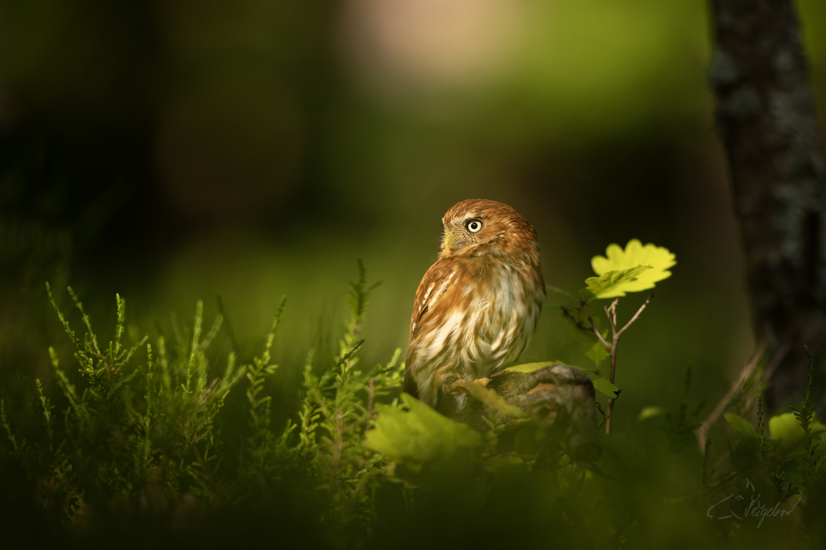 Kulíček brazilský (Glaucidium brasilianum) - Ferruginous pygmy owl