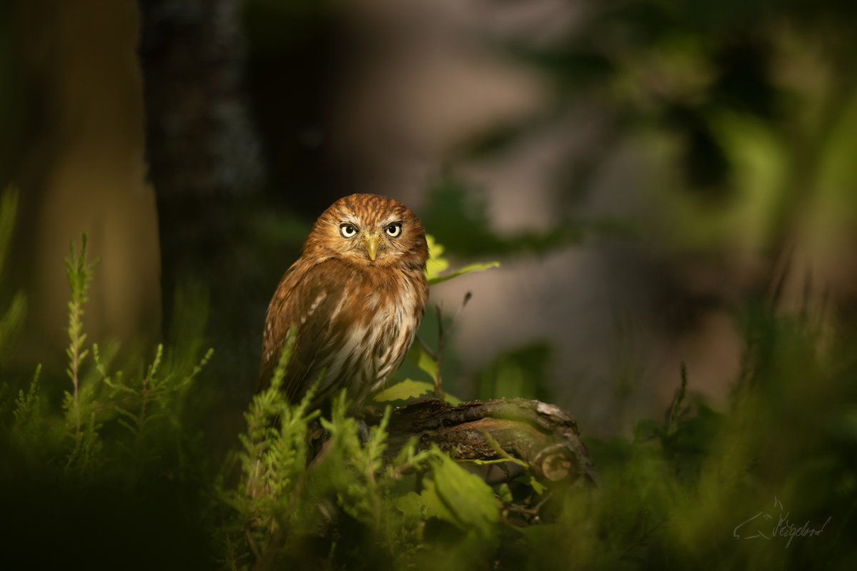 Kulíček brazilský (Glaucidium brasilianum) - Ferruginous pygmy owl