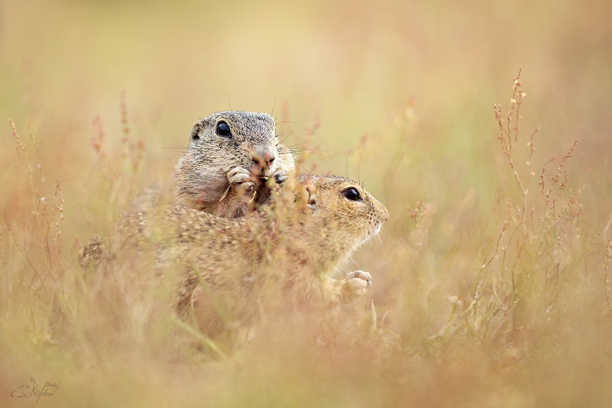 Sysel obecný (Spermophilus citellus)  - European ground squirrel