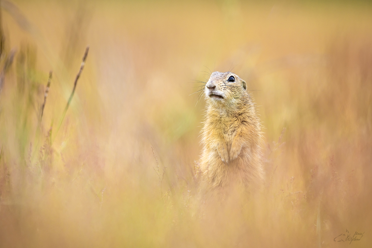 Sysel obecný (Spermophilus citellus)  - European ground squirrel