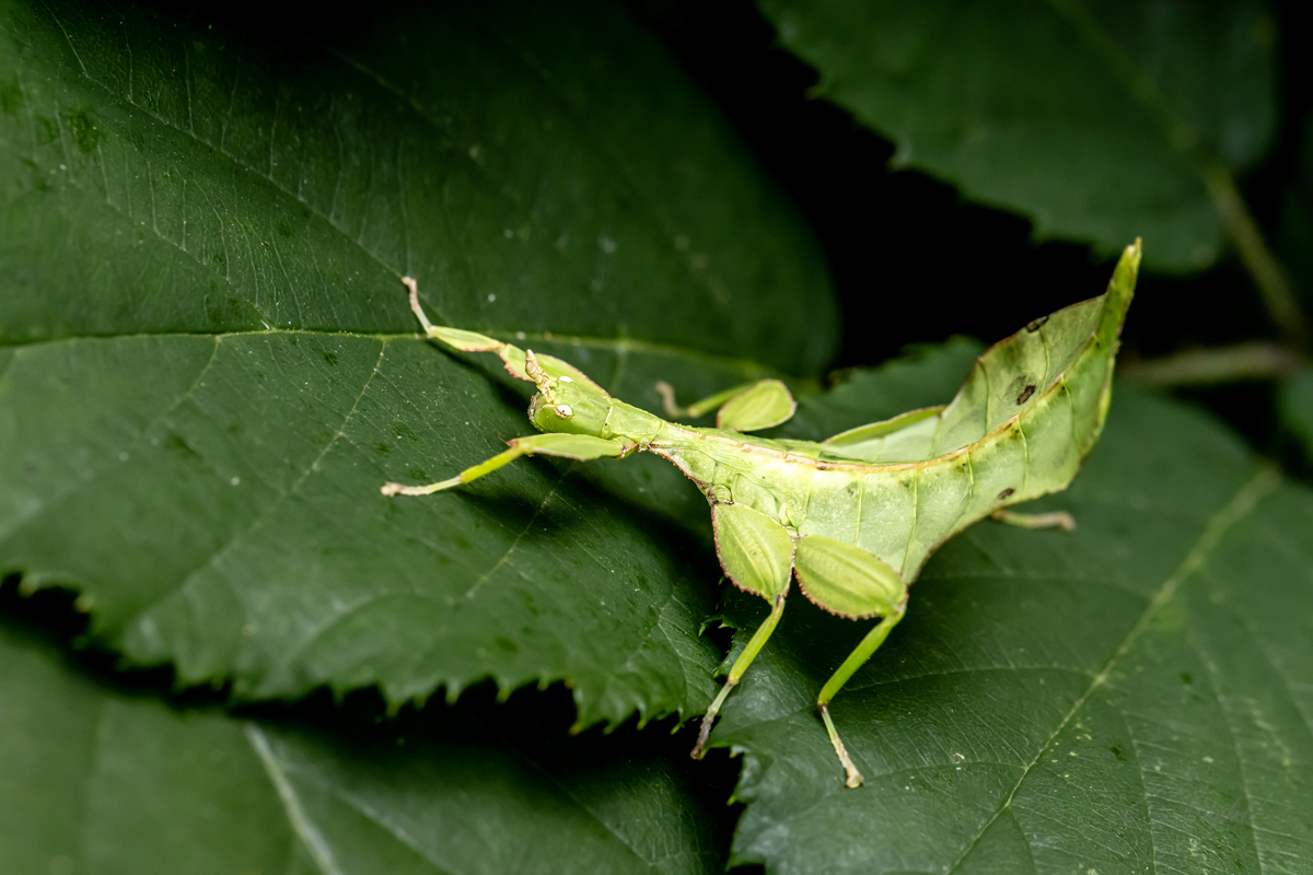 Strašilka australská (Extatosoma tiaratum) - Spiny leaf insect