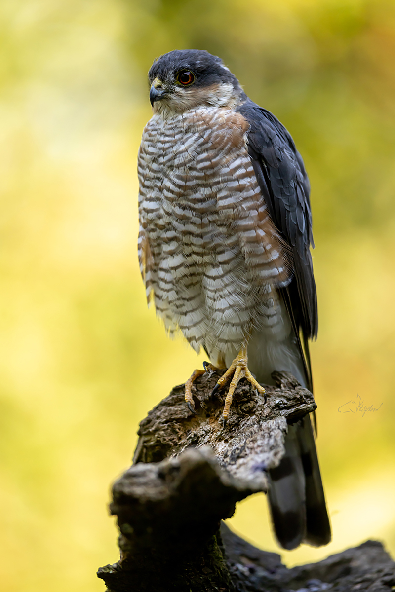 Krahujec obecný (Accipiter nisus) - Eurasian sparowhawk