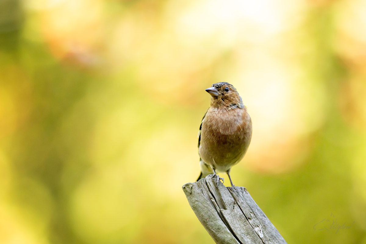 Pěnkava obecná (Fringilla coelebs) - Eurasian chaffinch