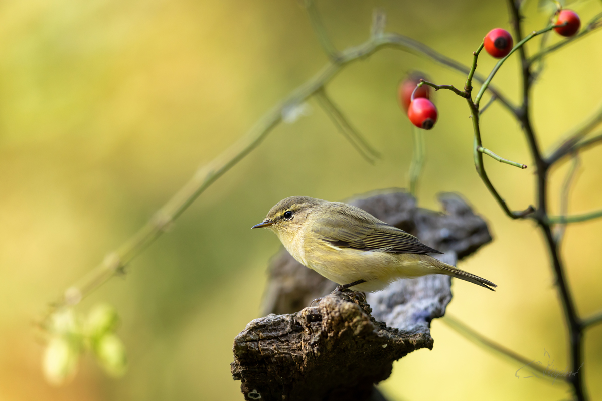 Budníček menší (Phylloscopus collybita) - Common chiffchaff