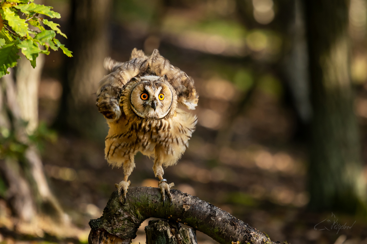 Kalous ušatý (Asio otus) - Long-eared owl
