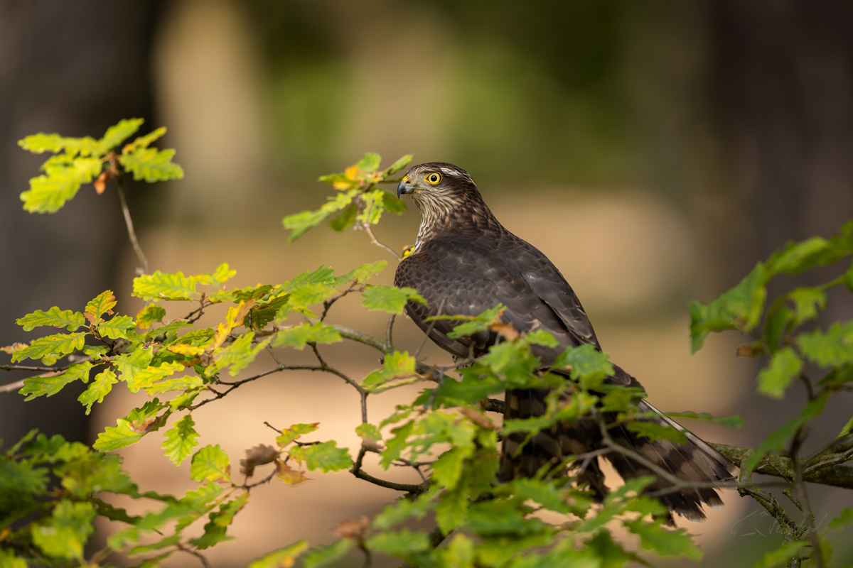 Krahujec obecný (Accipiter nisus) - Eurasian Sparrowhawk