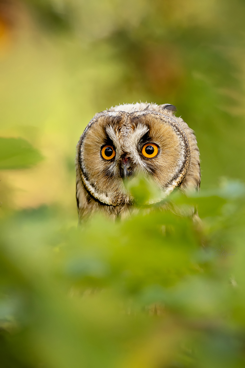 Kalous ušatý (Asio otus) - Long-eared owl