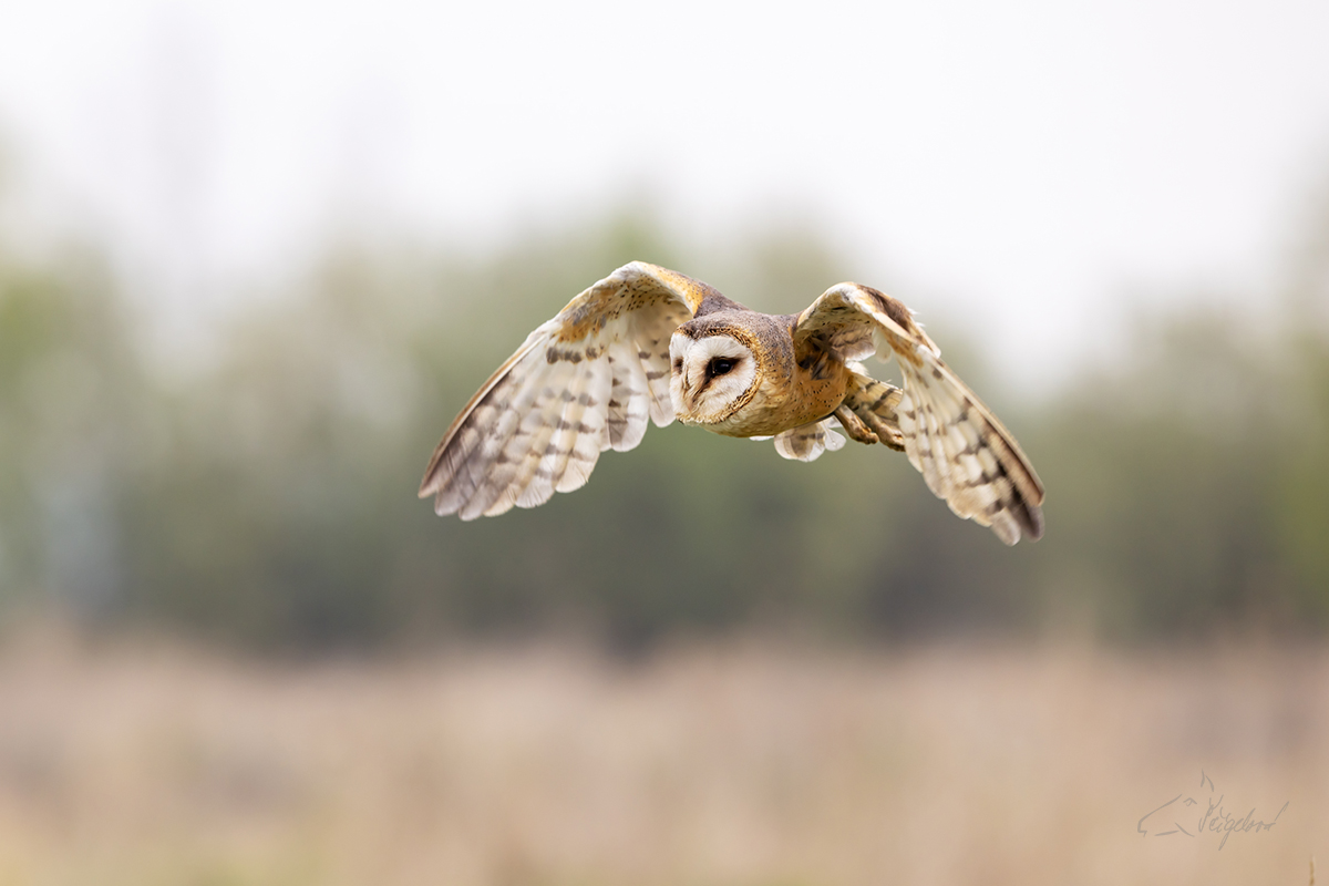 Sova pálená (Tyto alba) - Barn owl