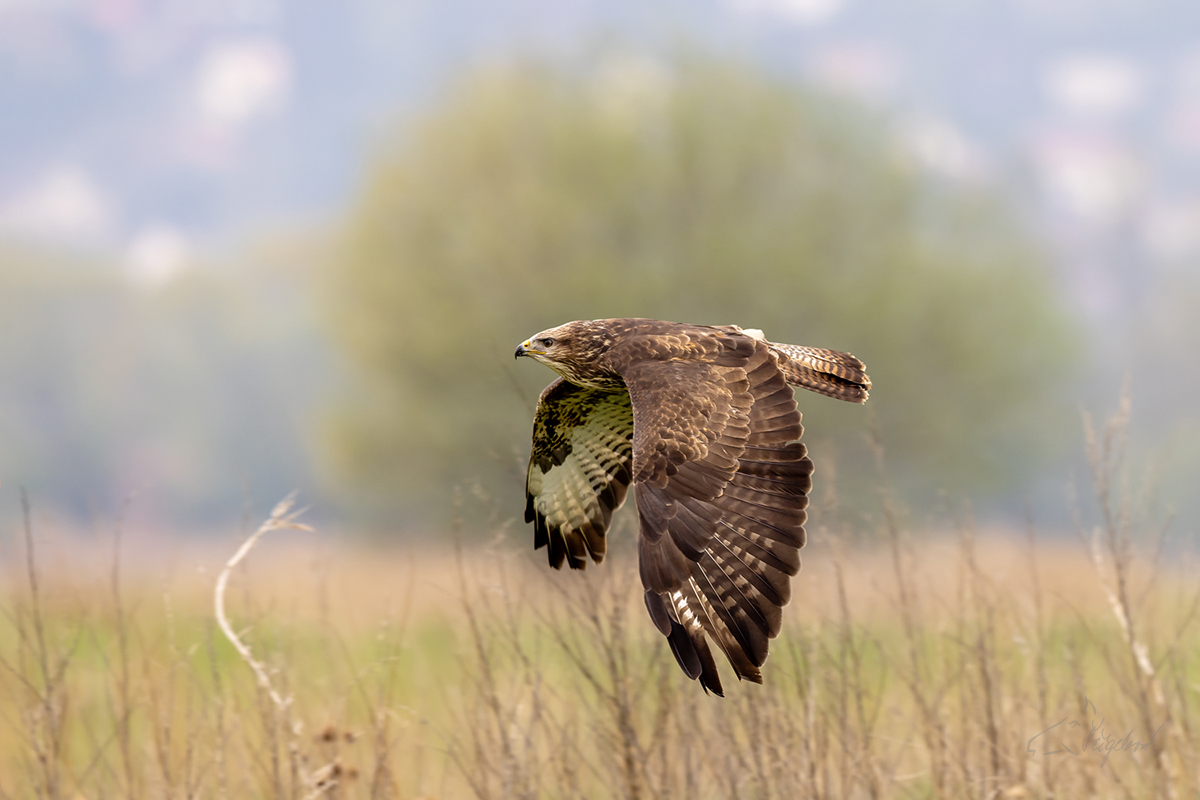 Káně lesní (Buteo buteo) - Common buzzard