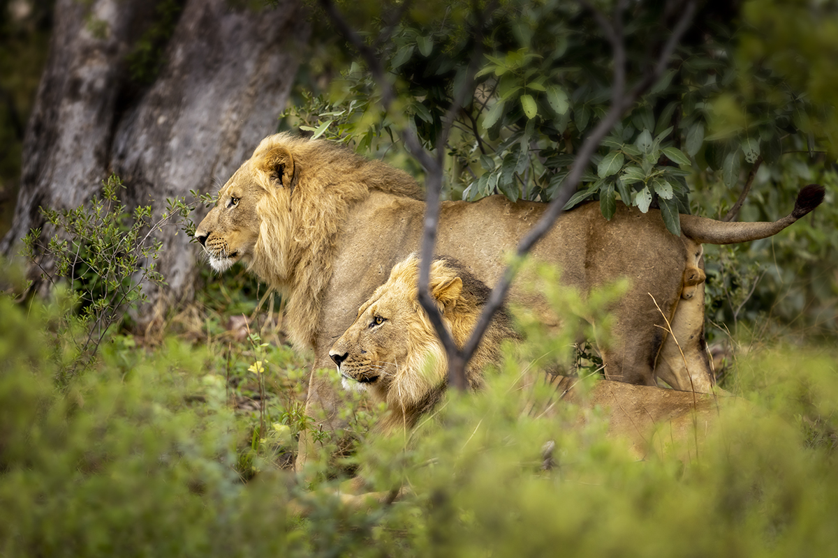 Lev pustinný (Panthera leo) African lion