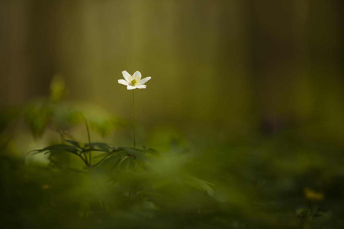 Sasanka hajní (Anemone nemorosa)