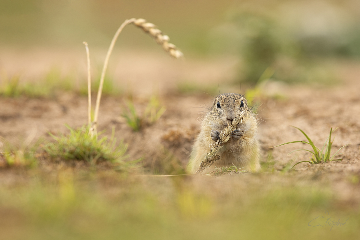 Sysel obecný (Spermophilus citellus) - European ground squirrel