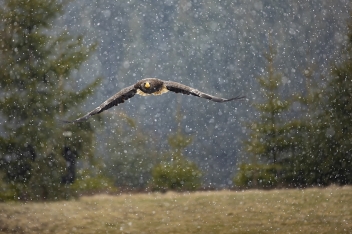 Orel východní - Stellers sea eagle