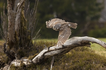 Puštík obecný - Strix aluco - Tawny owl