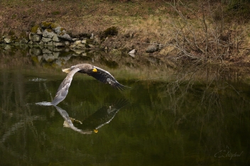 Orel východní - Stellers sea eagle