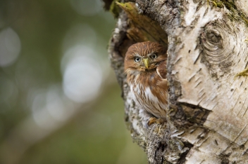 Kulíšek brazilský - Glaucidium...