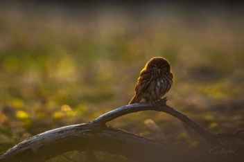 Kulíšek brazilský - Glaucidium...