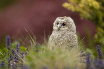 Puštík obecný (Strix aluco) - Tawny owl