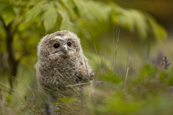Puštík obecný (Strix aluco) - Tawny owl