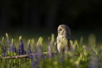 Puštík bělavý (Strix uralensis) - Ural...