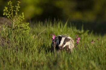 Jezevec lesní (Meles meles) - Badger