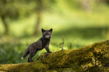 2019-06-01 Sovy, lišky a jezevec