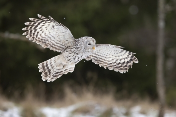 Puštík Bělavý - Ural owl - Strix...