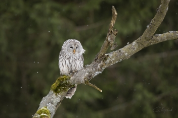 Puštík Bělavý - Ural owl - Strix...