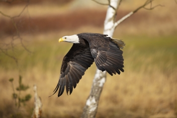 Orel bělohlavý - Bald eagle (Haliaeetus...