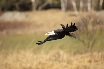 Orel bělohlavý - Bald eagle (Haliaeetus...