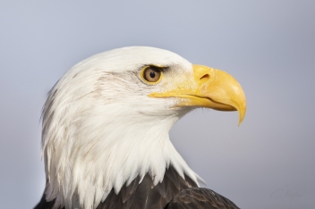 Orel bělohlavý - Bald eagle (Haliaeetus...