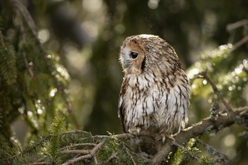 Puštík obecný - Tawny owl (Strix aluco)