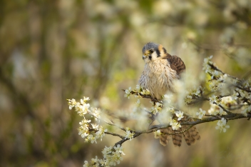 Poštolka - Kestrel